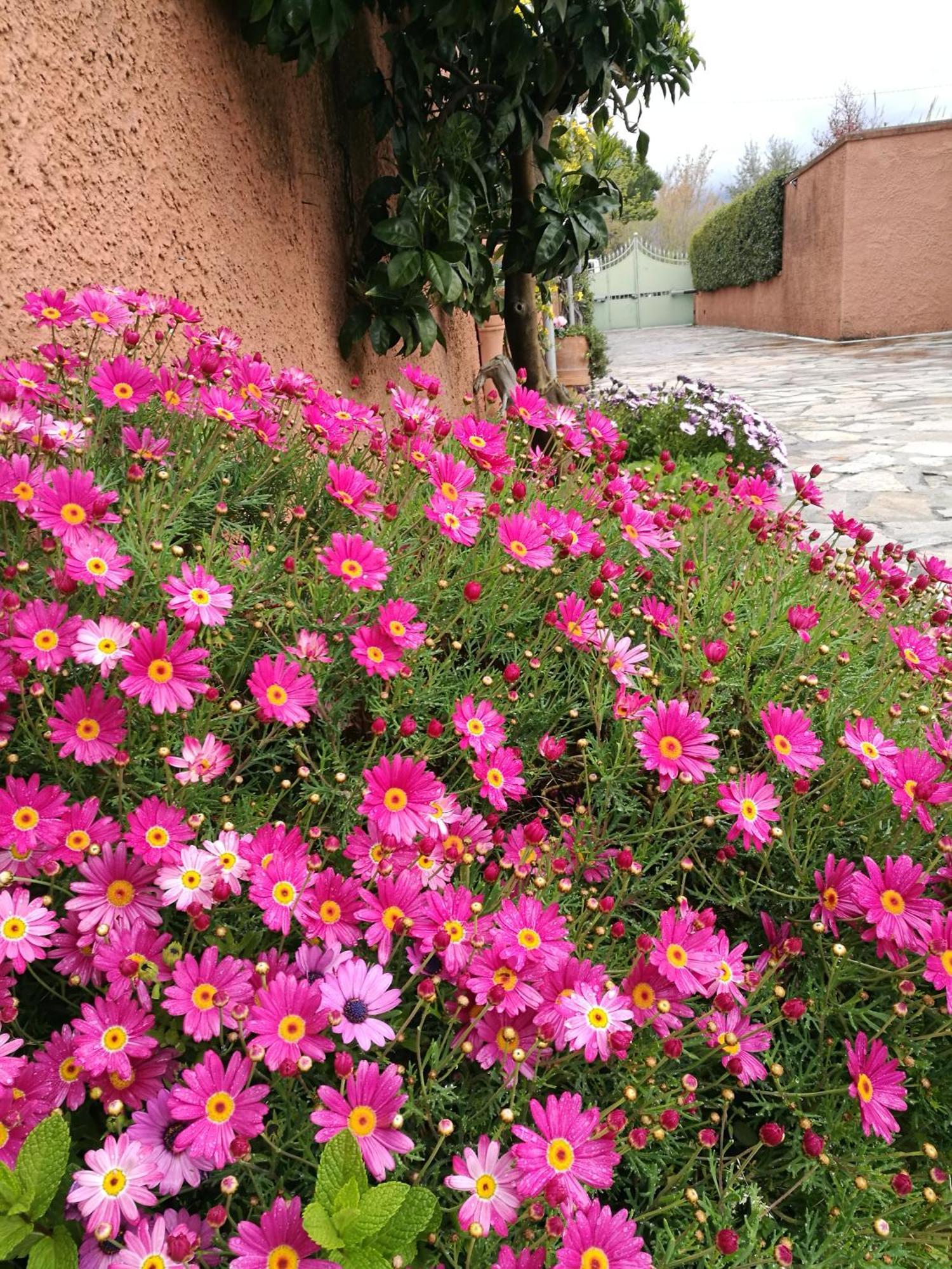 مارينا دي كارّارا Giusy Bed And Breakfast المظهر الخارجي الصورة